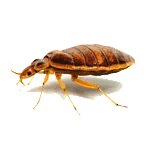 Bed bug Siem Reap pest control