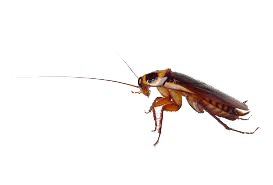 Cockroach control Cambodia