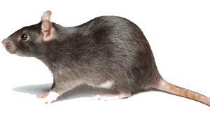 mouse rat rodent control Cambodia