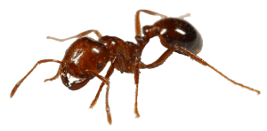 Ant control Siem Reap Exterminator