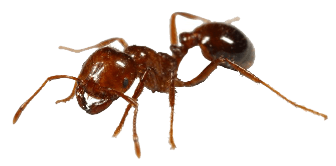 Ant control Siem Reap Exterminator