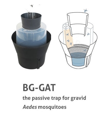 BG-GAT