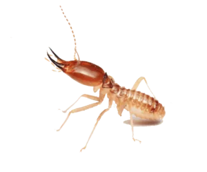 Termites extermination Cambodia