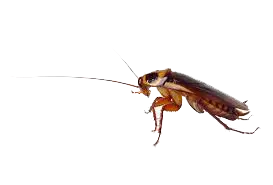 Cockroach control Siem Reap