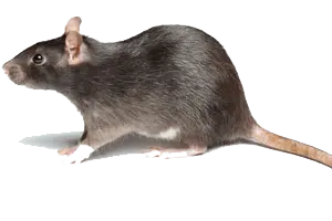 mouse rat rodent control siem reap