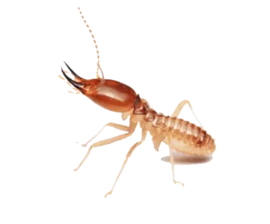 Termites extermination Cambodia