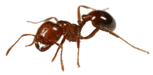 Ant control Siem Reap Exterminator